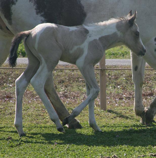 Buckskin Paint Foal